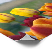 内の運河に沿って風車とチューリップ ポスター (角)