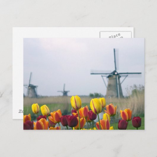 内の運河に沿って風車とチューリップ ポストカード (正面/裏面)
