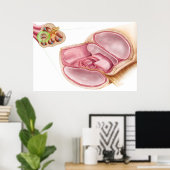 内リンパの医療イラストレーション ポスター (ホームオフィス)