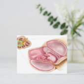 内リンパの医療イラストレーション ポストカード (スタンド正面)