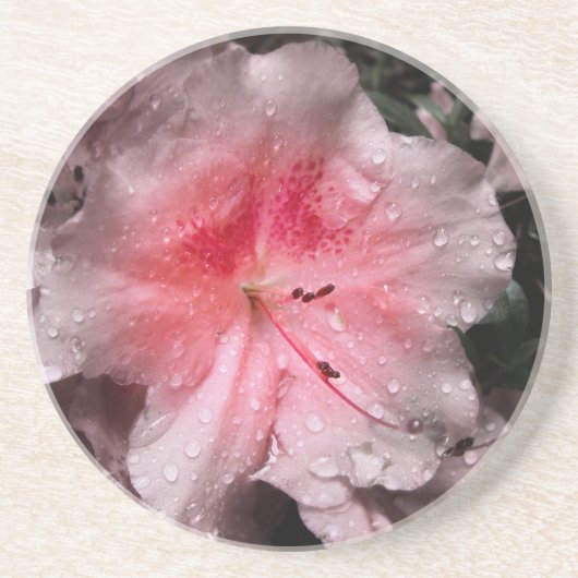 内側グローコースター コースター (正面)