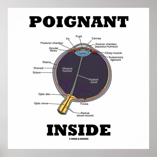 内側（解剖学的な眼球） ポスター (正面)