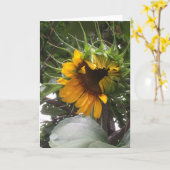 内気なヒマワリのメッセージカード カード (黄色い花)