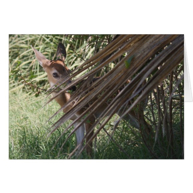 内気な子鹿 (正面横)