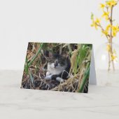 内気な男の子の子猫のブランクの挨拶状 カード (黄色い花)