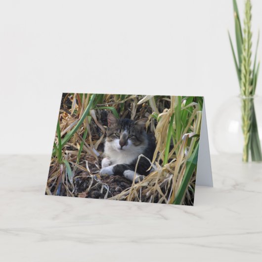 内気な男の子の子猫のブランクの挨拶状 カード (正面)