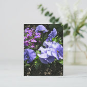 内気な紫色のパンジー ポストカード (スタンド正面)