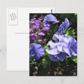 内気な紫色のパンジー ポストカード (正面/裏面)