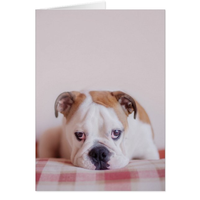 内気な英国のブルドッグの子犬 (正面)