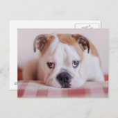 内気な英国のブルドッグの子犬 ポストカード (正面/裏面)