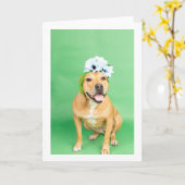 内空白の部カード カード (黄色い花)