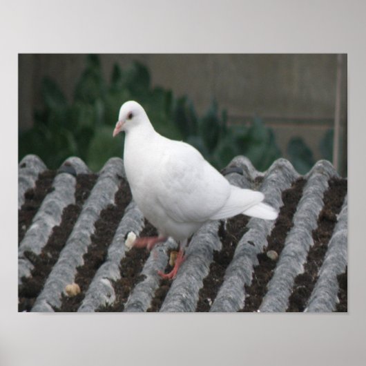 内股の鳩 - 白鳩のプリント ポスター (正面)
