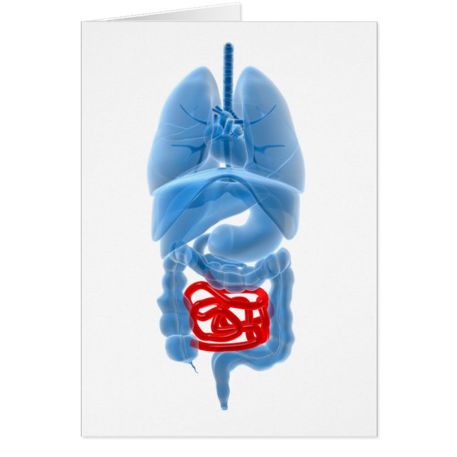 内臓のX線画像 (正面)