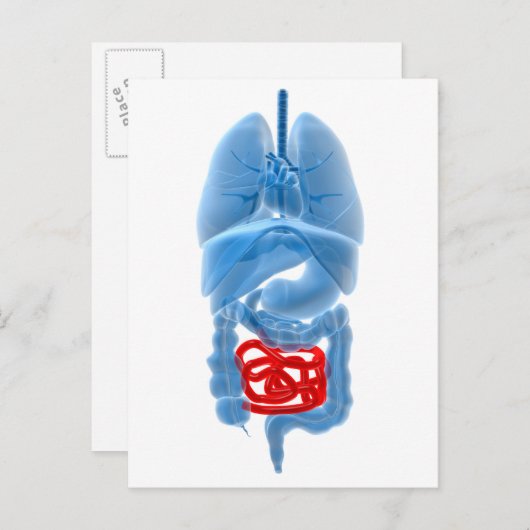 内臓のX線画像 ポストカード (正面/裏面)