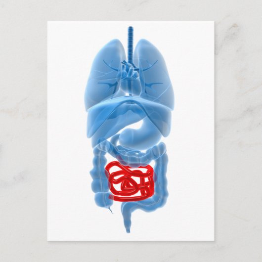 内臓のX線画像 ポストカード (正面)