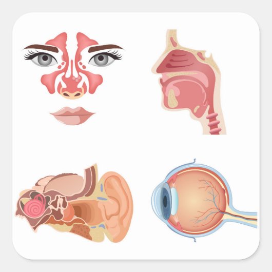 内臓 スクエアシール (正面)