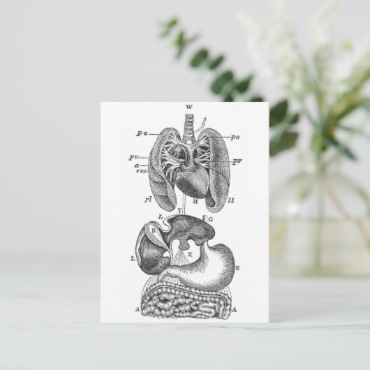 内臓 ポストカード (スタンド正面)