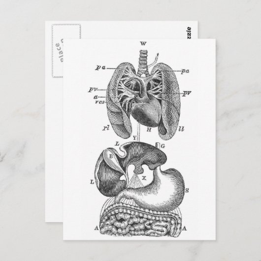 内臓 ポストカード (正面/裏面)