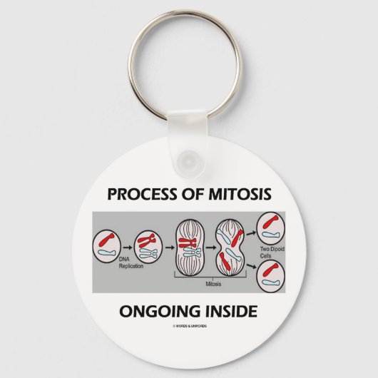 内部で進行する有糸分裂の過程 キーホルダー (正面)
