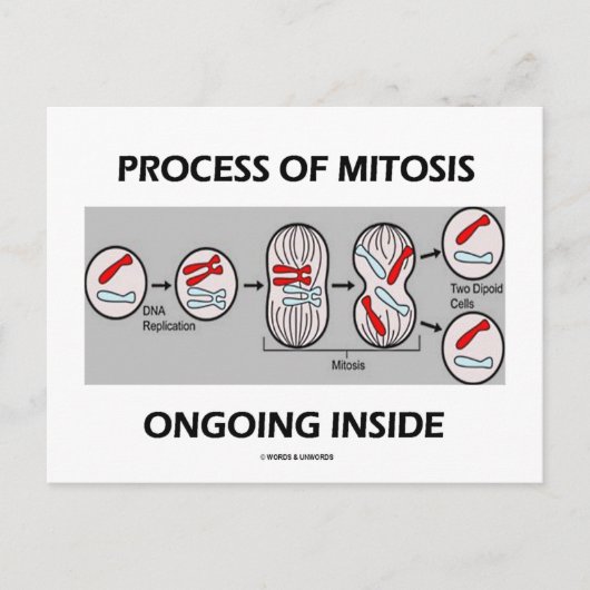 内部で進行する有糸分裂の過程 ポストカード (正面)