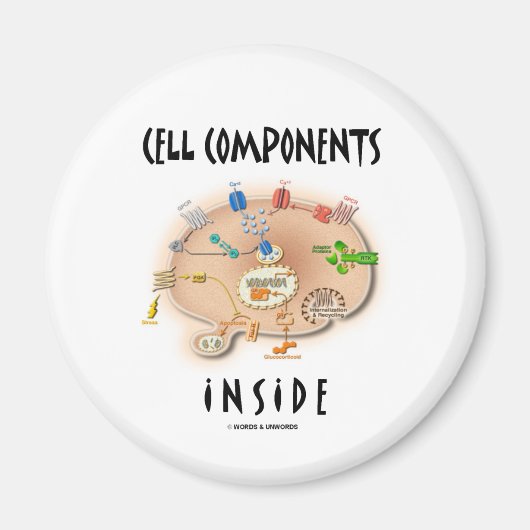 内部のセルコンポーネント マグネット (正面)