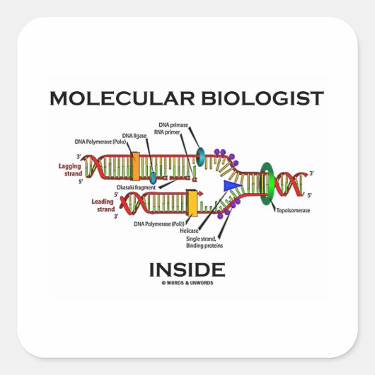 内部の分子生物学者（DNA複製） スクエアシール (正面)