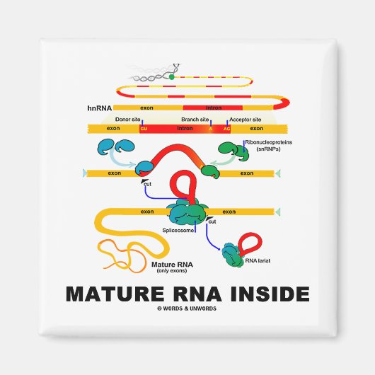 内部の成熟RNA マグネット (正面)