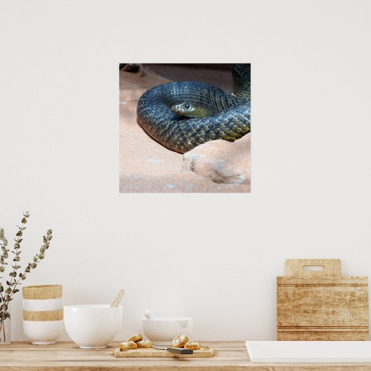 内陸タイパン ポスター (キッチン)