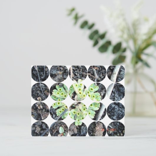 円写真はがき ポストカード (スタンド正面)