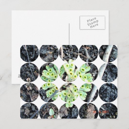 円写真はがき ポストカード (正面/裏面)