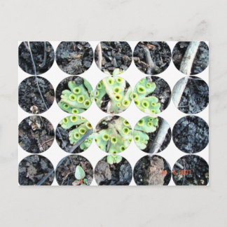 円写真はがき ポストカード