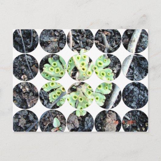 円写真はがき ポストカード (正面)