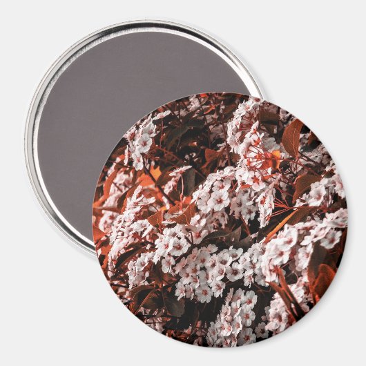 円磁石 マグネット (正面/裏面)