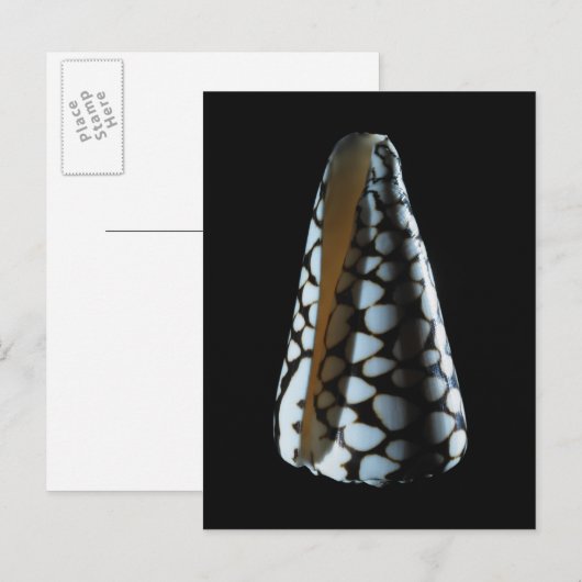 円錐シェル2 ポストカード (正面/裏面)