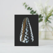 円錐シェル2 ポストカード (スタンド正面)