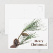 円錐形の松の枝 ポストカード (正面/裏面)