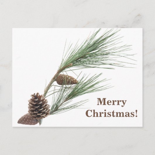 円錐形の松の枝 ポストカード (正面)
