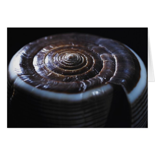 円錐形の貝 (正面横)