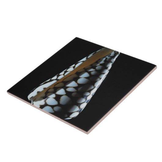 円錐形の貝2 タイル (側面)