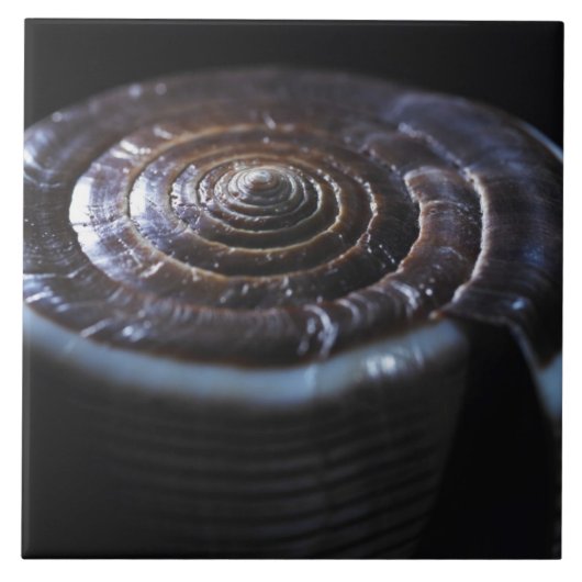 円錐形の貝 タイル (正面)