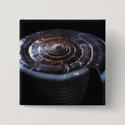 円錐形の貝 缶バッジ (正面)