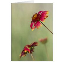 円錐花が開花開始