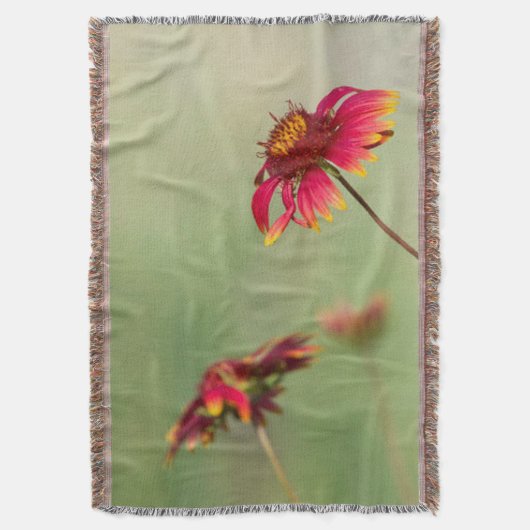 円錐花が開花開始 スローブランケット (正面縦)