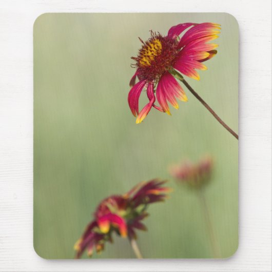 円錐花が開花開始 マウスパッド (正面)