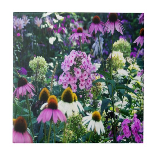 円錐花のピンクのガーデンフロックスの風景 タイル (正面)
