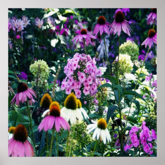 円錐花のピンクのガーデンフロックスの風景 ポスター (正面)