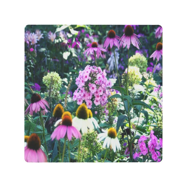 円錐花のピンクのガーデンフロックスの風景 メタルプリント (正面)