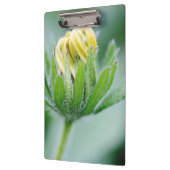 円錐花の開花 クリップボード (左)