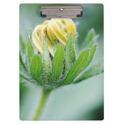 円錐花の開花 クリップボード (正面)