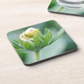 円錐花の開花 コースター (左側)